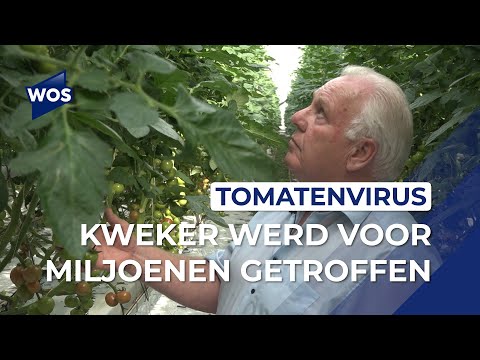 Westlandse kweker getroffen door tomatenvirus: 'Ik kom er niet meer vanaf'