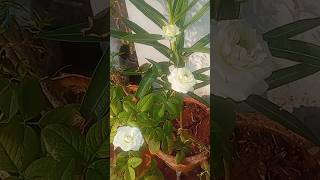 #ஐந்து பூக்கள் வெள்ளை #ஊட்டி ரோஜா செடியில் பூத்திருக்கு! #five ooty roja flowers blooms today#shorts