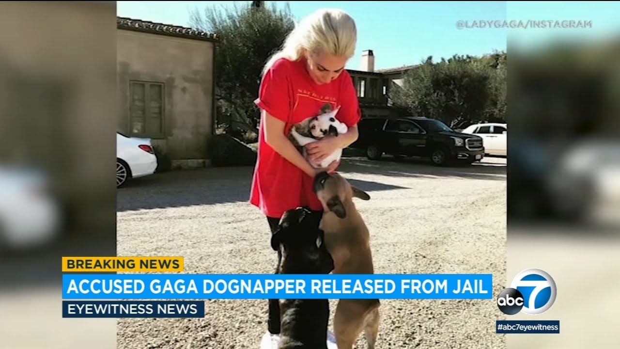 A suspect who was mistakenly freed in the theft of Lady Gaga's dogs ...