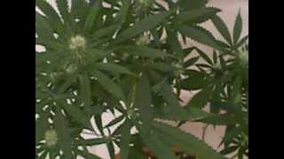 150 WATT HPS Purple Crack Marijuana Grow Week3
