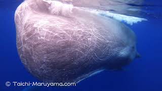 白鯨／巨大なオスのマッコウクジラ🐳 - YouTube