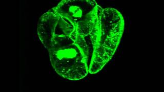 Phragmoplastin dynamics: multiple forms, microtubule association and their roles in cell plate form