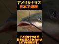 【ゆっくり解説】 アメリカナマズが爆増した理由