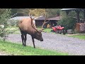 Elk Eating Bush in Elk County, PA