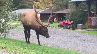 Elk Eating Bush in Elk County, PA