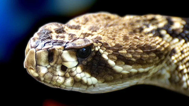 Florida's Venomous Snakes 06/10 - Rattlesnake Venom Extraction
