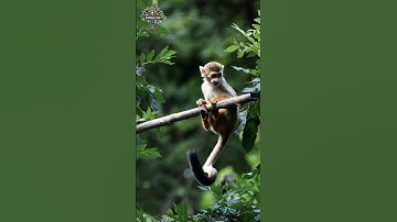 Monkey – Playful Primates of the Wild |Amazing 4K Wildlife Documentary#AnimalHQ#Wildlife#RareAnimals