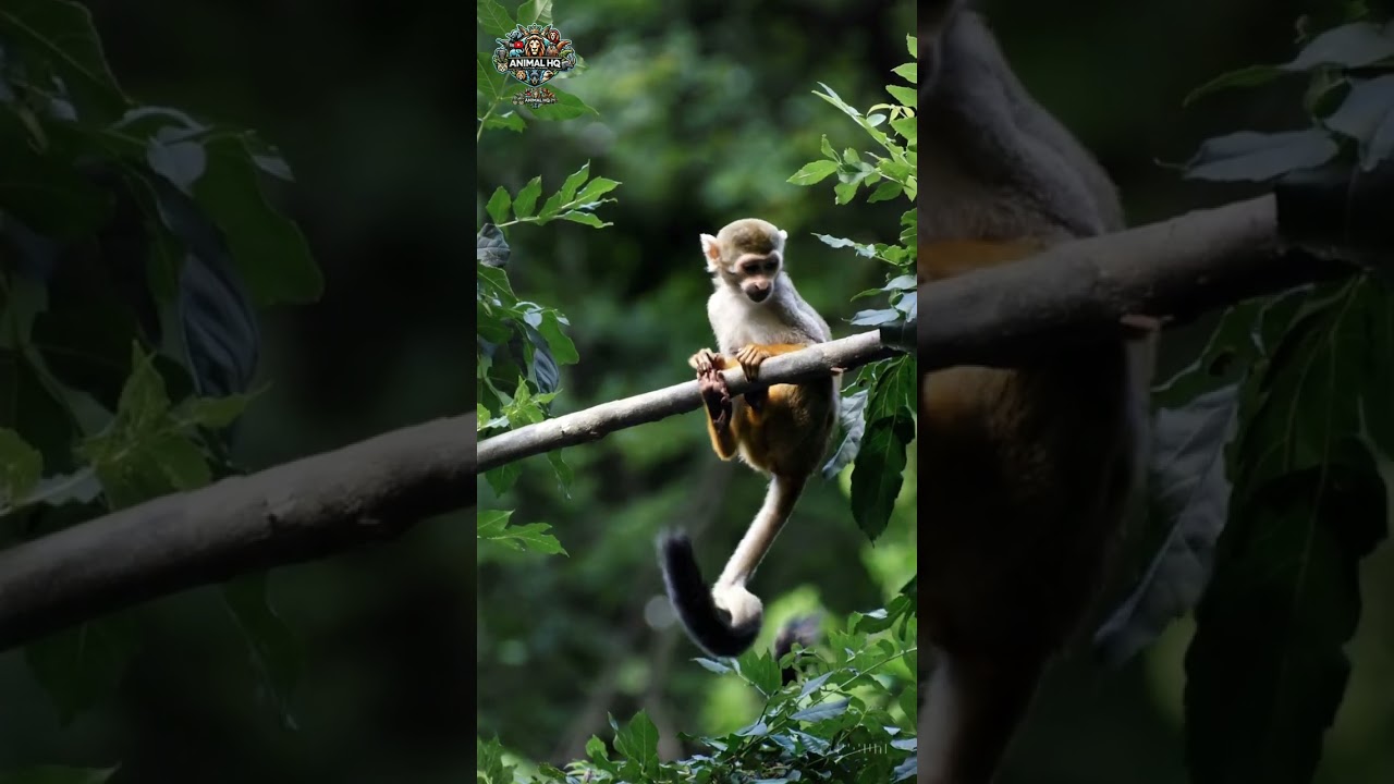 Monkey – Playful Primates of the Wild |Amazing 4K Wildlife Documentary#AnimalHQ#Wildlife#RareAnimals