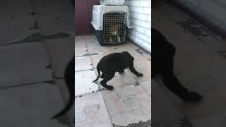 Ch Roki Pup Redwhite Male Aries Kennels Crook X Lillian Pup Blackwhite Female