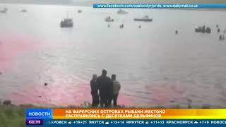 Видео: рыбаки жестоко расправились со стаей дельфинов на Фарерских островах