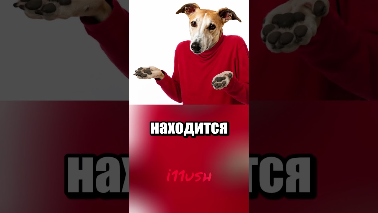 Собачьи гонки