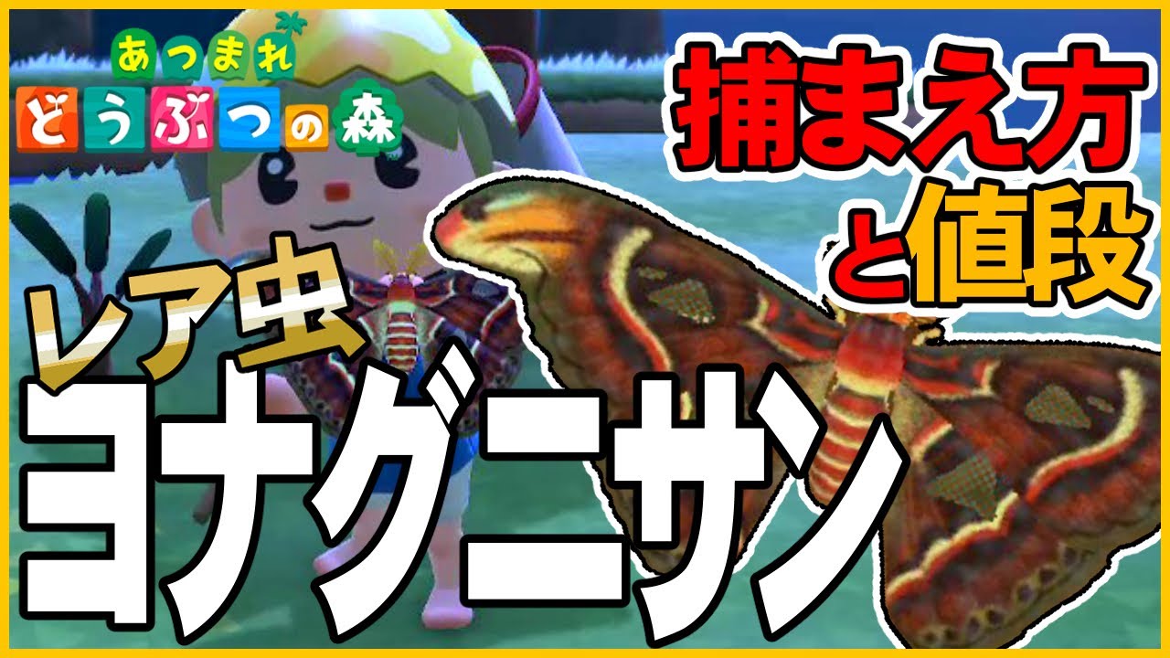 あつ森 レア虫ヨナグニサンの出現時間と場所 コツ 値段 解説 飾る あつまれどうぶつの森animalcrossing 釣り方捕まえ方 Youtube
