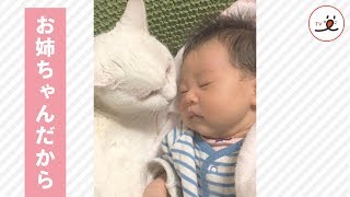 お姉ちゃんだから😸 赤ちゃんをあやす猫ちゃん【PECO TV】