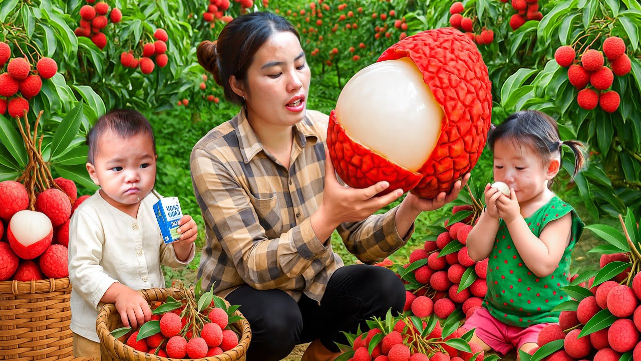 Harvesting Ripe Lychees with My Child – Selling at the Market to Save Money for My Kids’ Milk