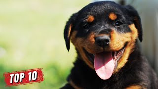 World's Top 10 MOST POPULAR DOG BREEDS