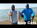Bank Fishing For BLUE CATS (Catch Clean Cook)