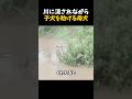豪雨の川の中でも子供を助けにいく母犬
