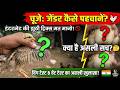 How to Identify Male and Female Chicks | चूजा मुर्गा है या मुर्गी? २ सेकंड में पहचानो #murgipalan