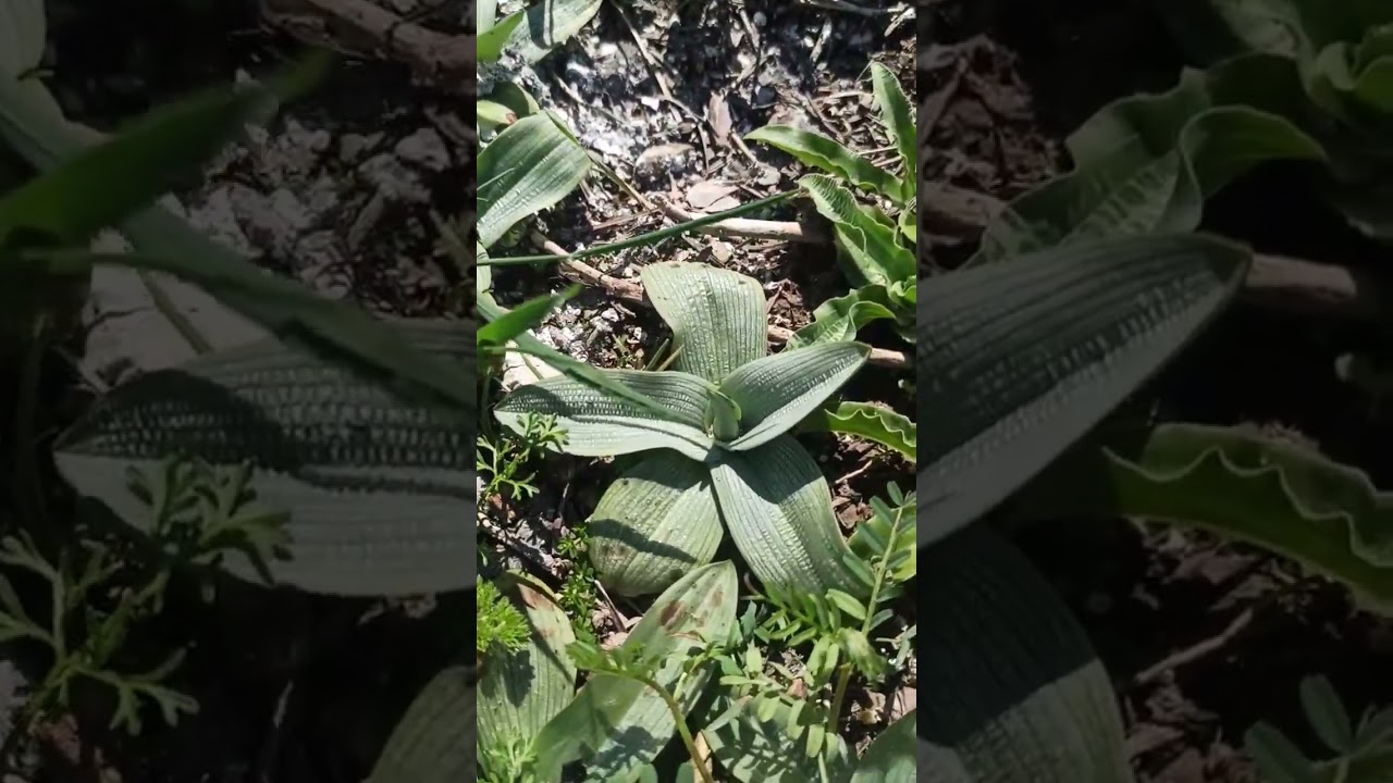 Çatal Salep, Barlia Salep ,Arılı salep,Serapies salep,topbaş salep, aslanagzı salep,Sancha salep.