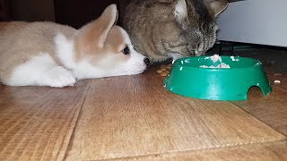 Корги и кот.Реакция кота.Минуты искушения)Милота! Корги и кот.Реакция кота.Минуты искушения)Милота!