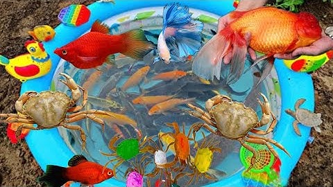 Thỏ Vlog tìm cá vàng , cá molly trong vườn , các loại cá nước ngọt, cá koi , cá bong bóng ,con cua