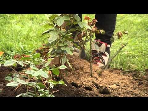 Video: Kuidas Talvel Roose Kärpida