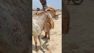Hasilpur Bakra Mandi Update