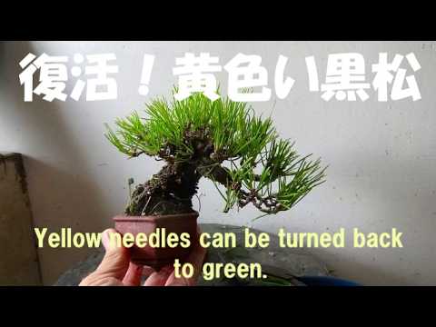 盆栽工房 春嘉 - YouTube