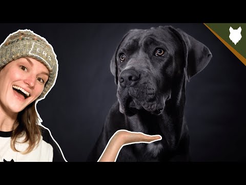 Video: Waarom cane corso oor bijsnijden?