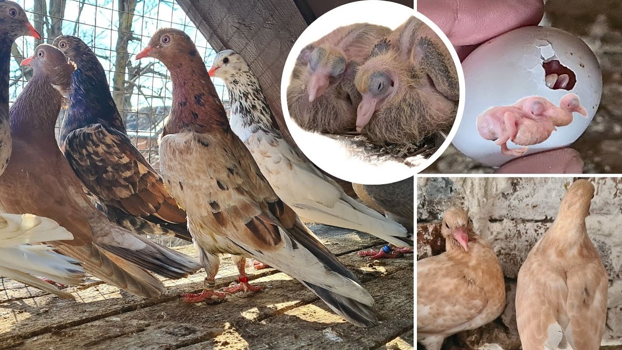 КАКИМ РОЖДАЕТСЯ МРАМОР. ОСТАВЛЯТЬ, ВЫБРАСЫВАТЬ!? Бакинские мраморные голуби | Almond pigeons