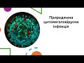 Мальцев Д.В. Природжена цитомегаловірусна інфекція