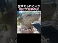 愛嬌あふれる犬が明かす衝撃の姿