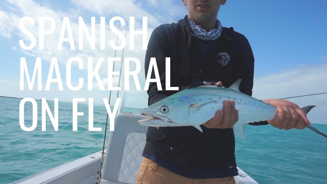 Fly Fishing CLEAR ocean water Spanish Mackerel on Fly YouTube