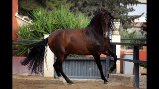 Андалузская лошадь - красавица в движении. Андалузы. Андалузская порода лошадей