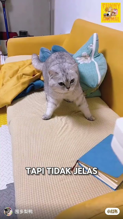 Alasan kenapa kucing yang di tunjuk dengan jari kita, kok marah #kucingviral #kucinglucu