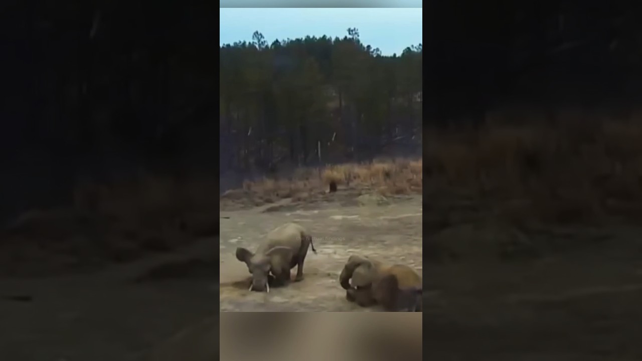 Насколько же умны слоны 😱🐘