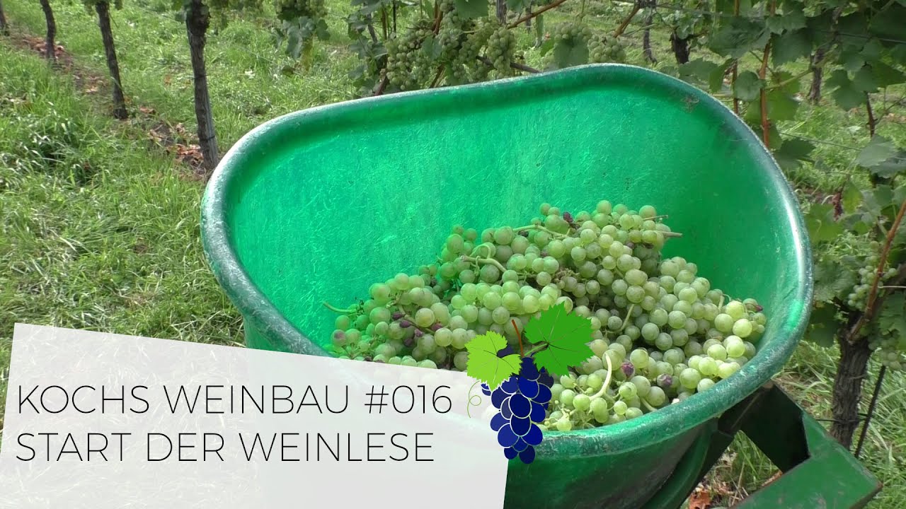 START DER WEINLESE | 
