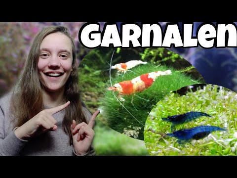 Video: Hoe Garnalen In Een Aquarium Te Houden?