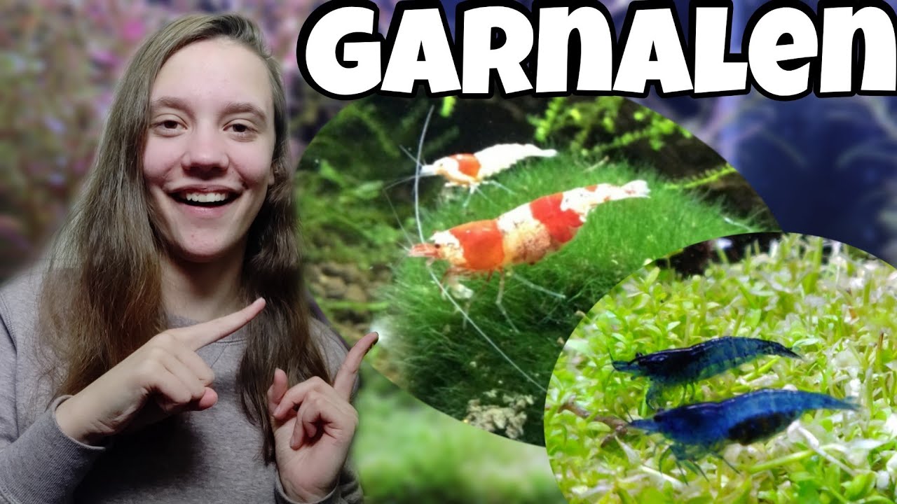 smeren Kan weerstaan oppervlakte GARNALEN houden in je AQUARIUM, alles dat je moet weten! //Nickey// -  YouTube