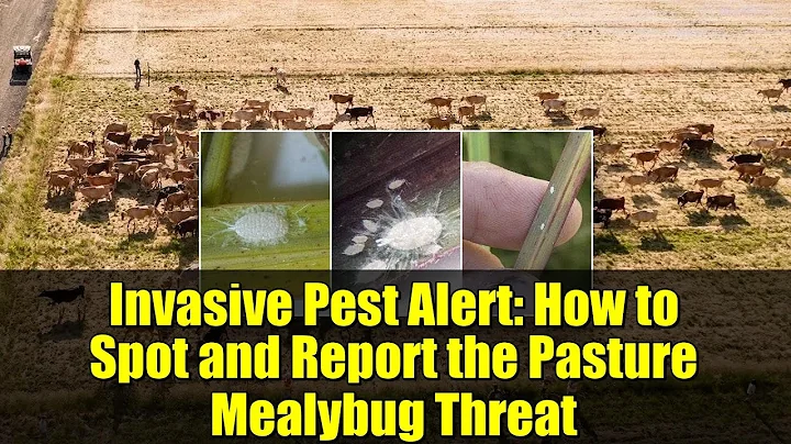 Invasive Pest Alert: How to Spot and Report the Pasture Mealybug Threat