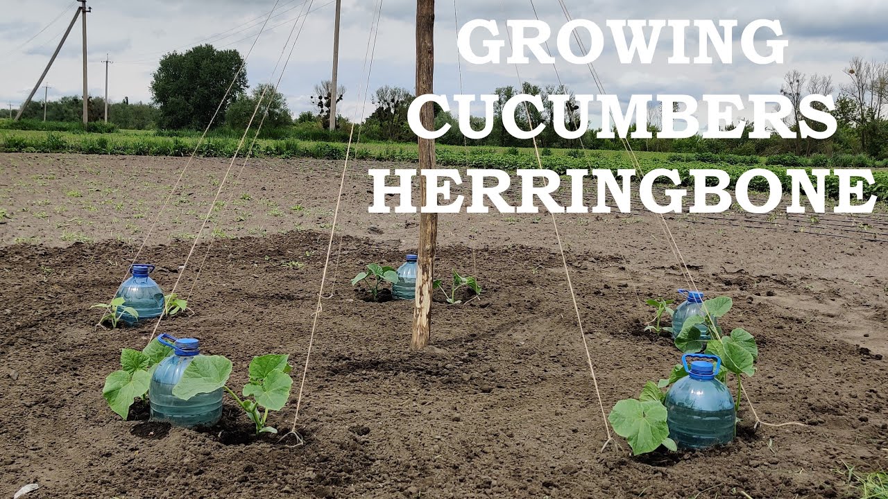 Growing CUCUMBERS Herringbone (Part 1) YouTube