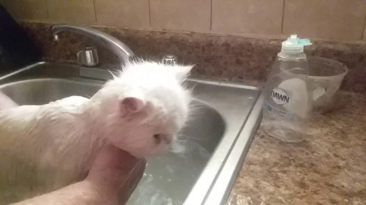 Kittens Summer Bath