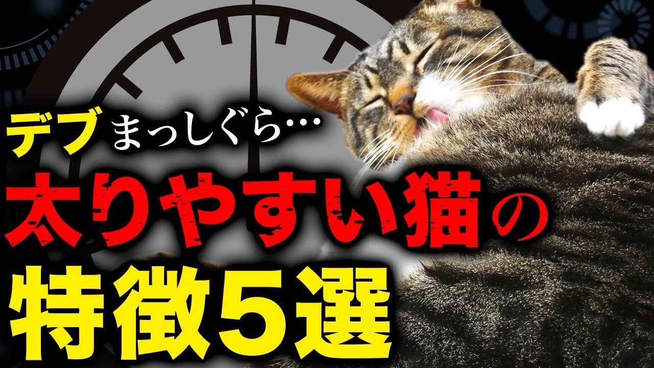 獣医さんに「太り気味」って言われた事ないですか？アレ嘘です…。健康的に体重を減らす方法をご紹介！