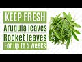 How to keep Arugula Leaves Fresh &amp; Crisp Longer for 5 WEEKS in the fridge, Green Salad leaves Fresh