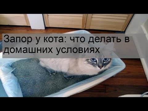 Запор у кота: что делать в домашних условиях