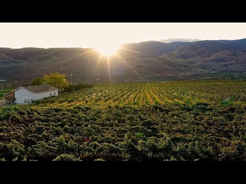 Video: Winemaker Regler