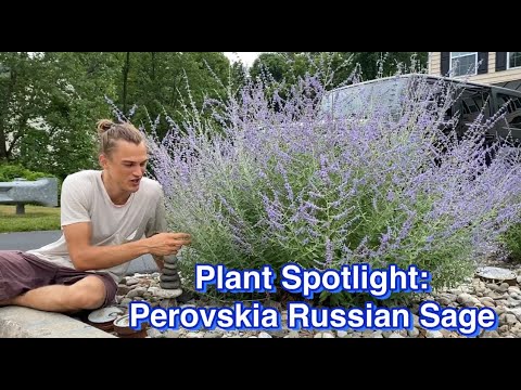 Wideo: Rosyjskie rośliny szałwii - jak rosnąć i dbać o rosyjską szałwię