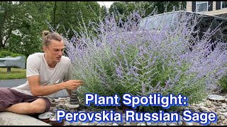 Russian Sage (Perovskia): Drought Tolerant, Heat Loving, & Long Blooming
