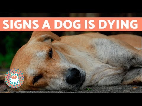 sad songs about dogs dying