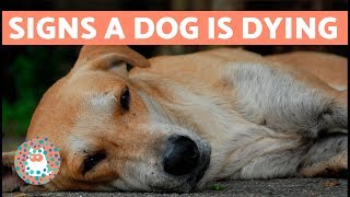 do dogs suffer when they die